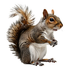 Obraz premium squirrel