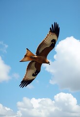 Soaring Through Blue Skies: Honey Buzzard in Motion - High-Resolution Panoramic Capture of Raptor's Flight, Showcasing Natural Habitat with Wide-Angle Mastery