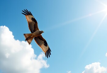 Fototapeta premium Freedom in Flight: High-Resolution Honey Buzzard Soaring - Panoramic Wildlife Photography Showcasing Raptor's Natural Habitat with Ultra-Wide Angle Lens