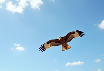 Obraz premium Majestic Honey Buzzard in Flight: Panoramic Sky Photography - Ultra-Wide Angle Capture of Soaring Raptor with Outstretched Wings Against Blue Heavens