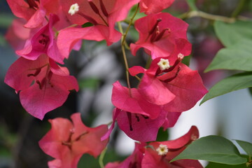Pink Magenta Bougainvillea Flowers (Paper Flower) on a Bush in a Garden, Close-Up Shot.