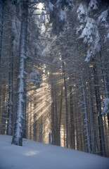 Magical winter forest scene with tall, snow-covered trees. Sunlight filters through branches, casting ethereal beams and creating beautiful interplay of light and shadows on the snow-covered ground.