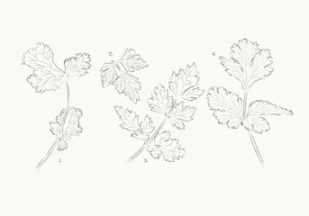 Hand drwan Ciantro Leaf Set Illustration