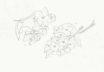Hand drawn hawthron flower with branch illustration
