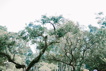 A large tree standing in the middle of a city square, providing shade