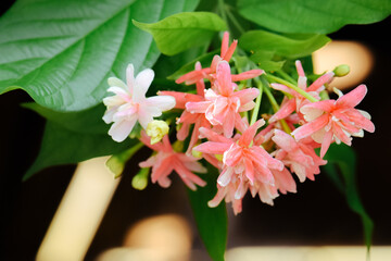 Pink Rangoon Creeper Flowers (Combretum indicum).