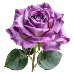 Pink rose isolated on white and transparent background