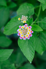 Pink and Yellow West Indian Lantana (Lantana urticoides), Tickberry (Lantana camara L.), Poisonous Plants.