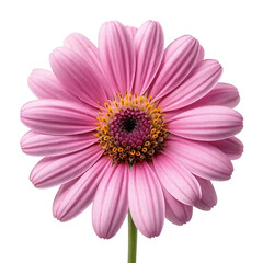 Pink gerber daisy isolated on white and transparent background