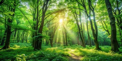 Obraz premium Lush green forest filled with sunlight and vibrant foliage, Summer, forest, trees, nature, sunlight, lush, green, vibrant
