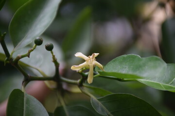 Siamese Randia Flowers, Fragrant Randia Flowers, Oxyceros Horridus (Oxycerus Horridus Lour.)