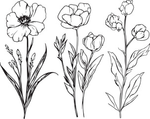 Set hand drawn curly grass and flowers on white isolated background. Botanical illustration. Decorative floral picture.