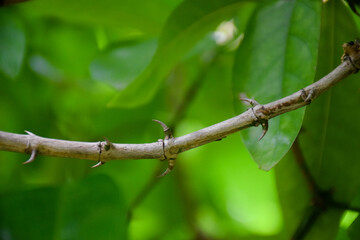 Siamese randia branch, fragrant randia flowers, Oxyceros horridus flowers (Oxycerus Horridus Lour.)