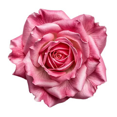 Pink rose isolated on white and transparent background