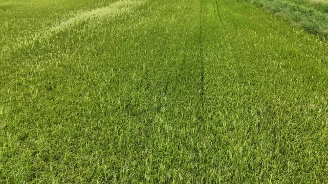 Aerial photography drone countryside agriculture and fores