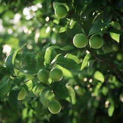 Fototapeta premium Lime fruit tree with ripe and green leaves in sunlight.