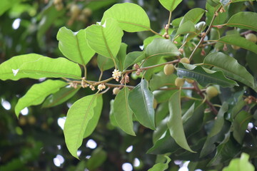 Spanish Cherry Flowers (Mimusops elengi), Also Known as Bullet Wood, on a Tree.