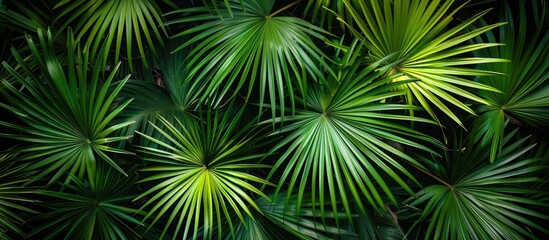 Fan Palm Leaves In The Park Natural Background From Palm Leaves