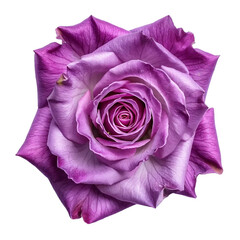 Pink rose isolated on white and transparent background