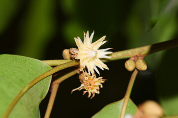 Spanish Cherry Flowers (Mimusops elengi), Also Known as Bullet Wood, on a Tree. Close-Up Shot.