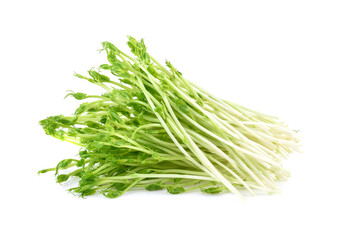 Snow pea sprouts on white background