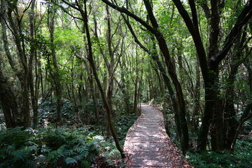 fine boardwalk in refreshing spring forest