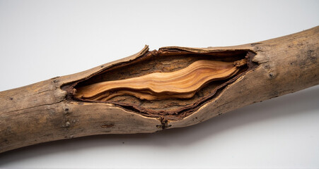 close up of an wooden log