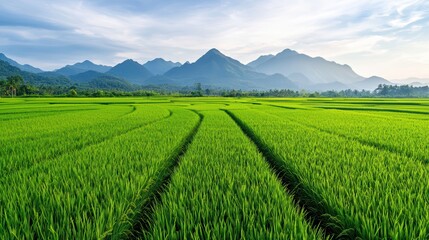 Fototapeta premium Lush green rice fields with majestic mountains in the background