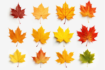 Collection of autumn maple leaves on white background