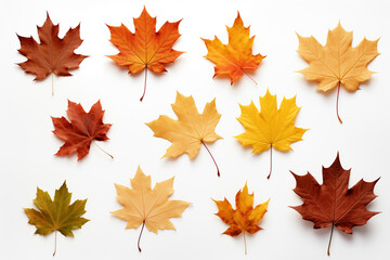 Collection of autumn maple leaves on white background