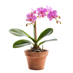 Beautiful Potted Orchid in Peaceful Garden Setting Isolate on a White Background Transparent Background