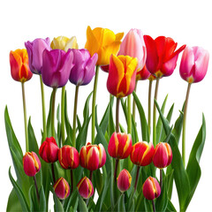 Obraz premium Colorful Tulips in Vibrant Garden Setting Isolate on a White Background Transparent Background