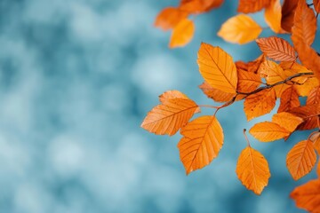 Obraz premium Colorful autumn leaves on a blurred background