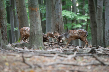 The fight between two spotted deer for the fallow deer rut. The fight for dominance in the herd.