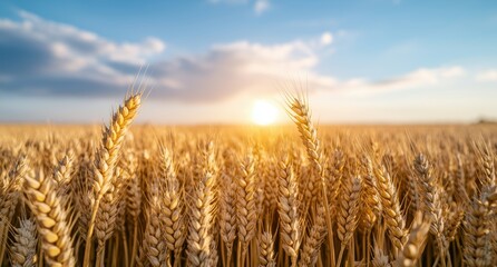 Fototapeta premium golden wheat field at sunset