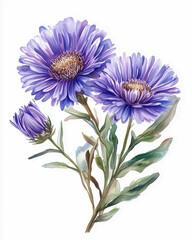 Obraz premium Beautiful modern hand drawn watercolor Aster flowers. Greeting birthday card