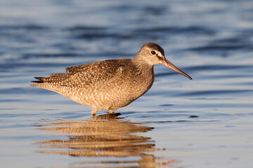 Spotted redshank (Tringa erythropus)