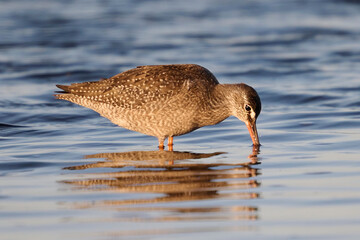 Spotted redshank (Tringa erythropus)