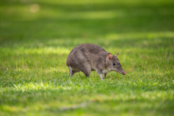 Bandicoot on the lawn