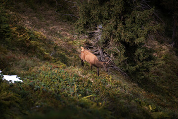 red stag, cervus elaphus, in the rutting season on the mountains at a autumn evening