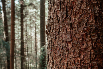Detailed close-up of rough tree bark with soft forest background during daylight showcasing natural textures and tranquility