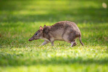 Fototapeta premium Bandicoot on the lawn