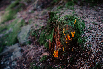 Bright orange fungus growing on a moss-covered stump in a shaded forest environment during early autumn