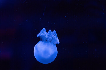 A glowing jellyfish gracefully swims through dark waters in an underwater exhibit at night