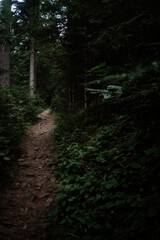 A narrow dirt path winding through a dense forest surrounded by lush greenery on a serene afternoon