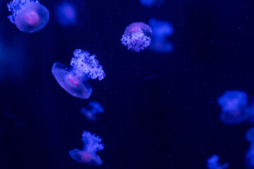 Elegant jellyfish swimming gracefully in deep blue waters at an aquarium