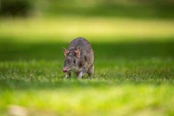 Bandicoot on the lawn