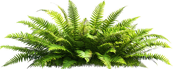 Naklejka premium A lush tropical fern bush with dense green fronds, isolated on a white background