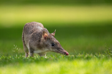 Bandicoot on the lawn