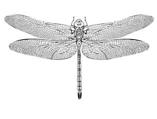 Vector monochrome dragonfly illustration